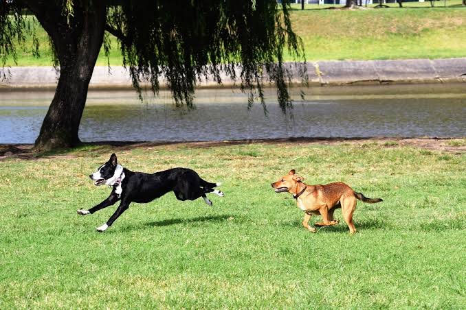 Taylor Farm Dog Park: 10 Amazing Tips, Rules & Benefits for Dog Owners Farm